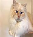 Cream tabby point volwassen #catterycyliyana